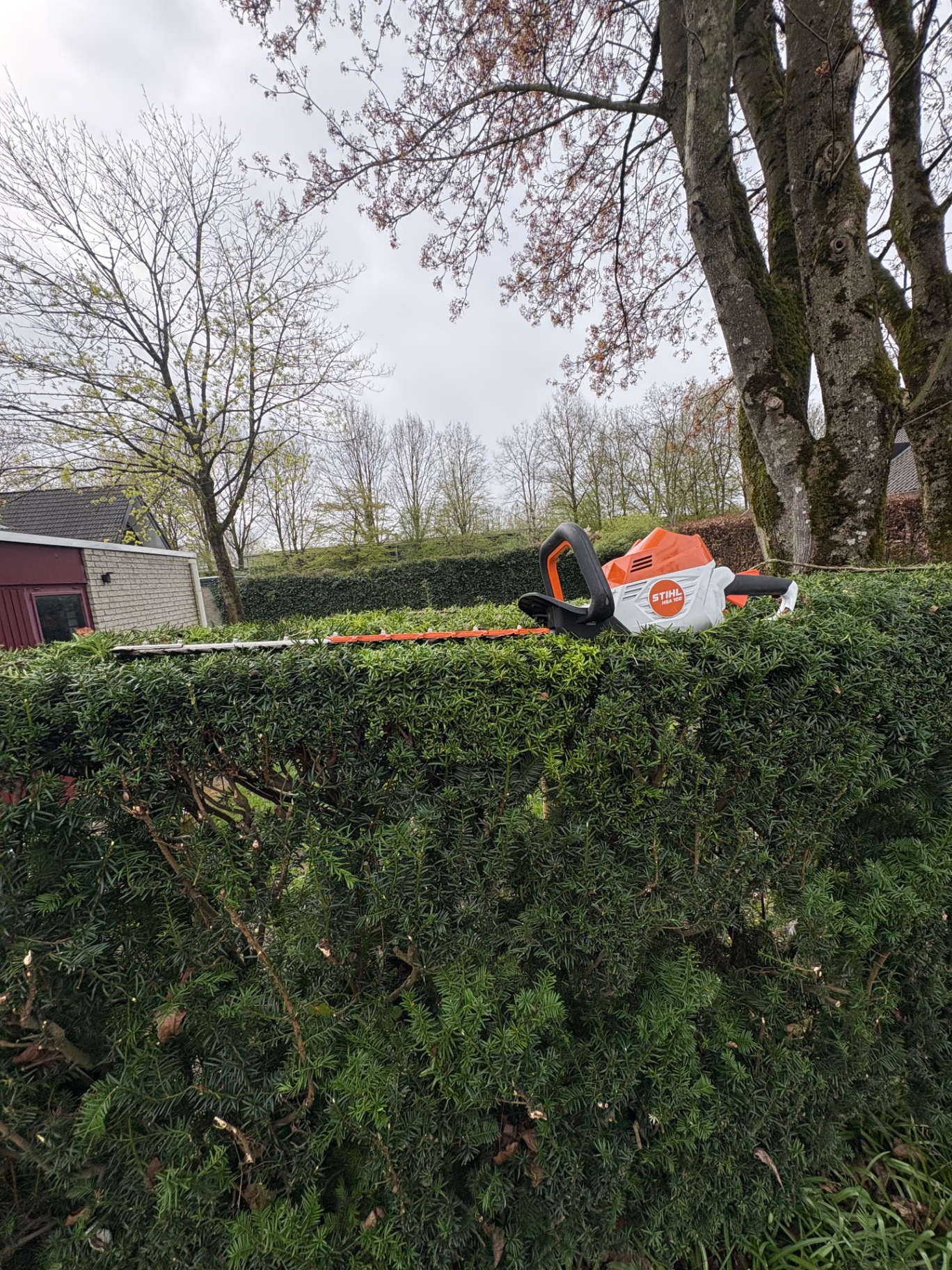 Heg scheren met heggenschaar